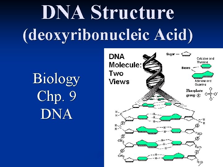 DNA Structure (deoxyribonucleic Acid) Biology Chp. 9 DNA 