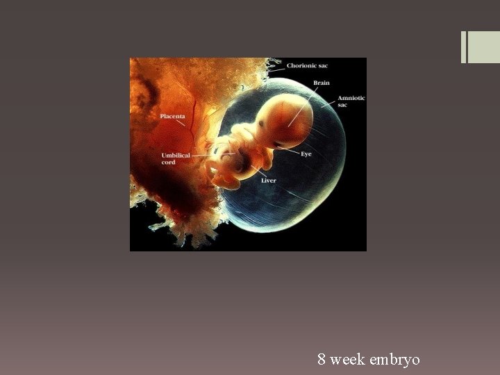 Lifespan Development 77 Development Questions 78 Development Questions