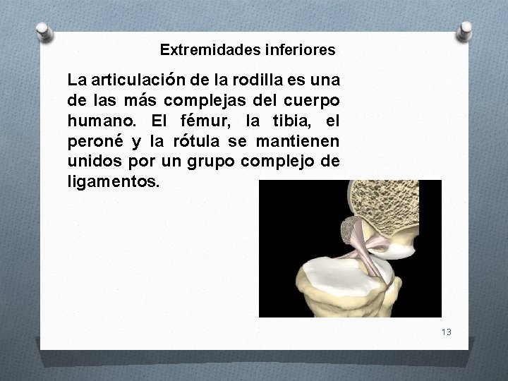 Extremidades inferiores La articulación de la rodilla es una de las más complejas del