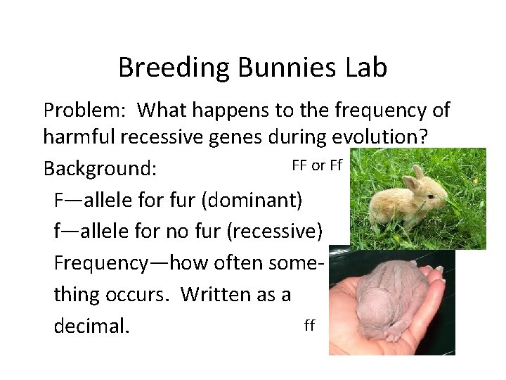 Breeding Bunnies Lab Problem: What happens to the frequency of harmful recessive genes during