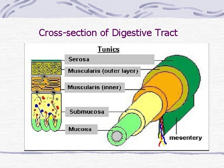 Cross-section of Digestive Tract 