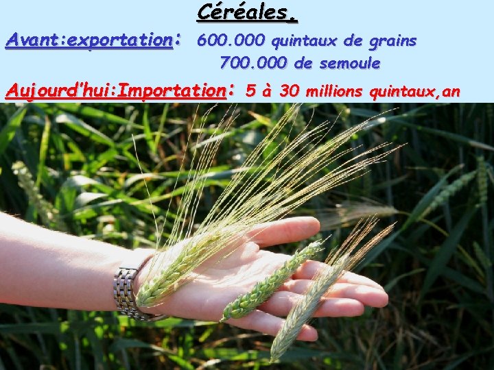 Céréales. Avant: exportation: 600. 000 quintaux de grains 700. 000 de semoule Aujourd’hui: Importation: