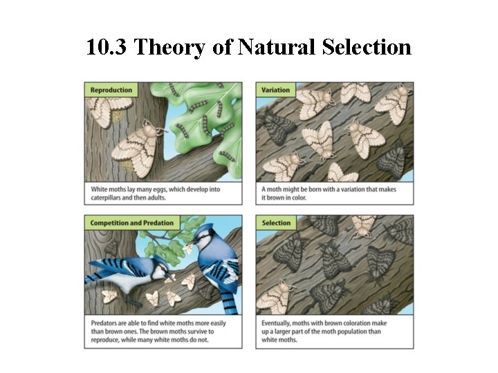 10. 3 Theory of Natural Selection 