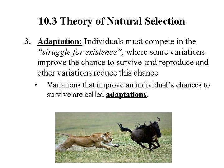 10. 3 Theory of Natural Selection 3. Adaptation: Individuals must compete in the “struggle