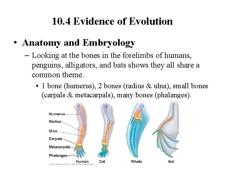 10. 4 Evidence of Evolution • Anatomy and Embryology – Looking at the bones