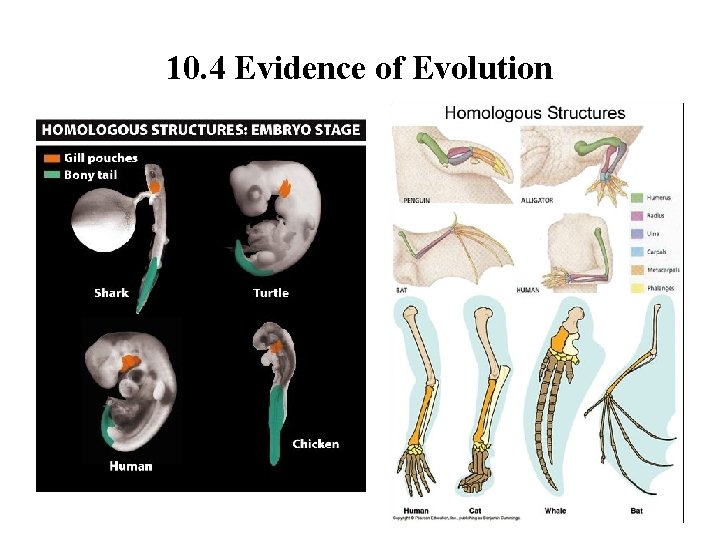 10. 4 Evidence of Evolution 