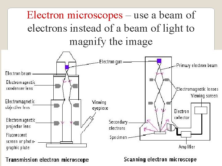 Electron microscopes – use a beam of electrons instead of a beam of light