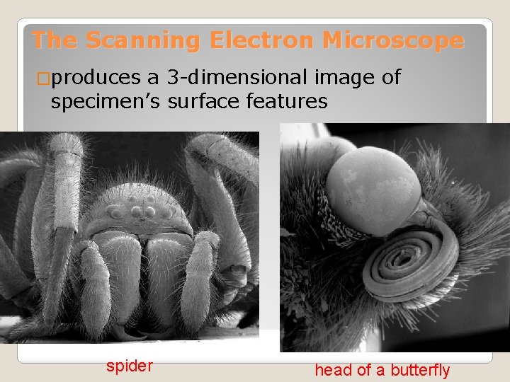 The Scanning Electron Microscope �produces a 3 -dimensional image of specimen’s surface features spider