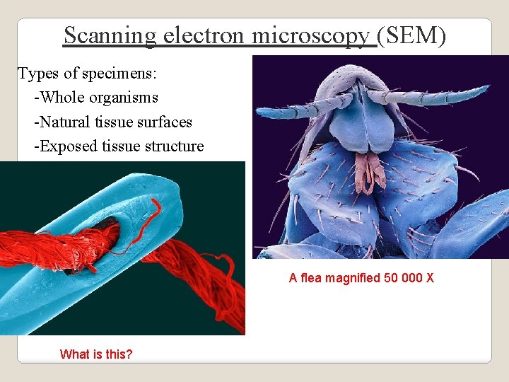 Scanning electron microscopy (SEM) Types of specimens: -Whole organisms -Natural tissue surfaces -Exposed tissue