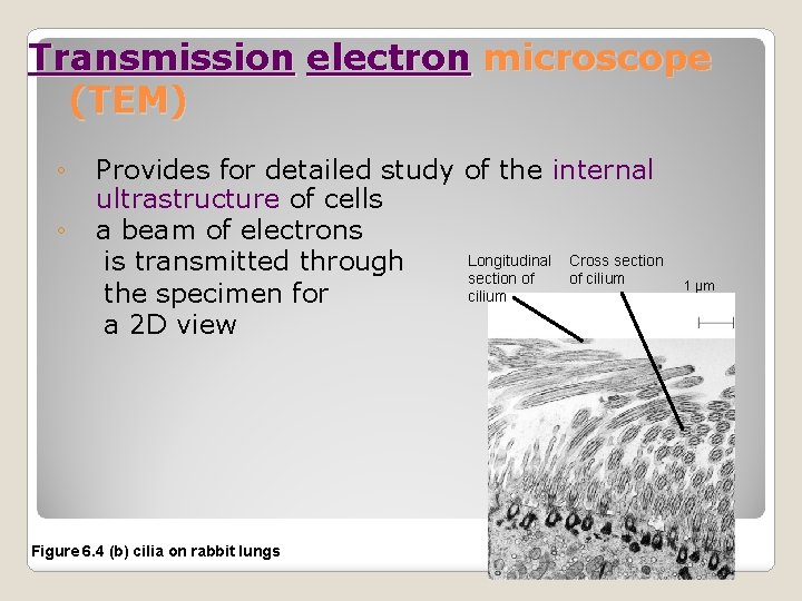 Transmission electron microscope (TEM) ◦ ◦ Provides for detailed study of the internal ultrastructure