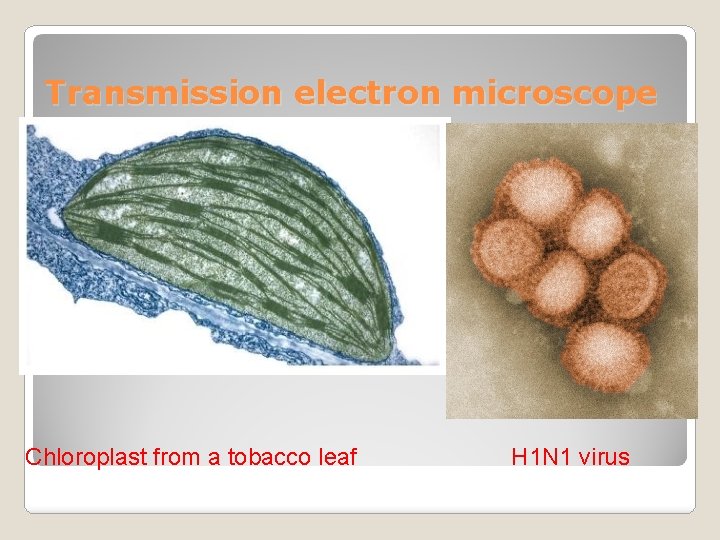 Transmission electron microscope Chloroplast from a tobacco leaf H 1 N 1 virus 