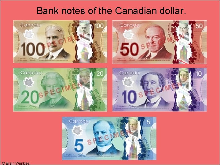 Bank notes of the Canadian dollar. © Brain Wrinkles 