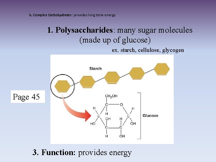 b. Complex Carbohydrates: provides long term energy 1. Polysaccharides: many sugar molecules (made up