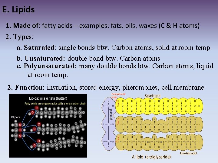 E. Lipids 1. Made of: fatty acids – examples: fats, oils, waxes (C &