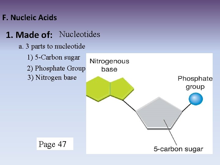 F. Nucleic Acids 1. Made of: Nucleotides a. 3 parts to nucleotide 1) 5