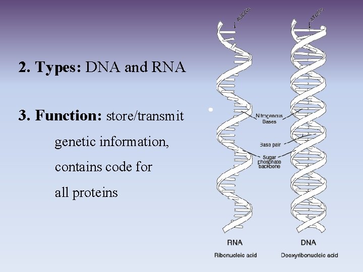 2. Types: DNA and RNA 3. Function: store/transmit genetic information, contains code for all