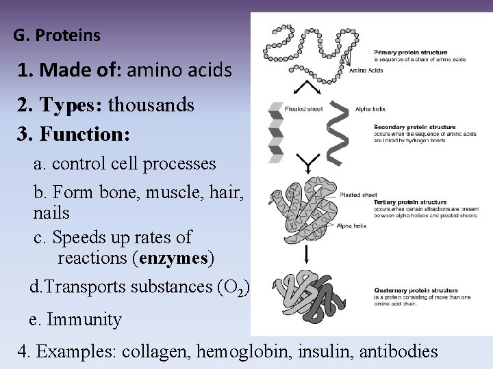 G. Proteins 1. Made of: amino acids 2. Types: thousands 3. Function: a. control