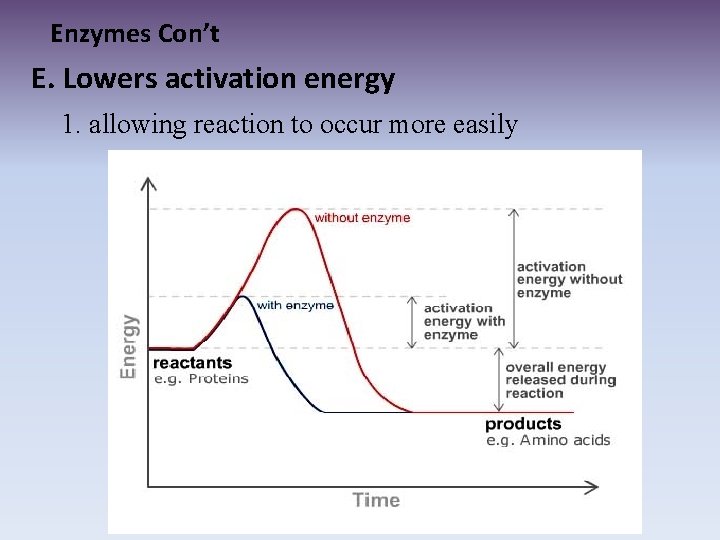 Enzymes Con’t E. Lowers activation energy 1. allowing reaction to occur more easily 
