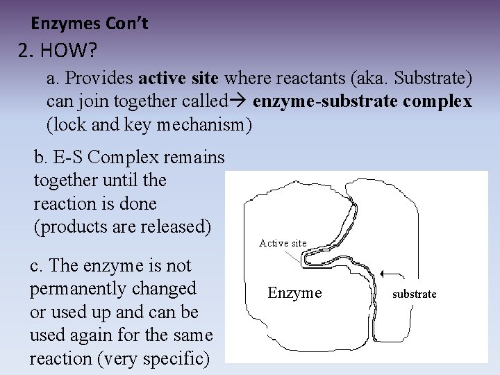 Enzymes Con’t 2. HOW? a. Provides active site where reactants (aka. Substrate) can join