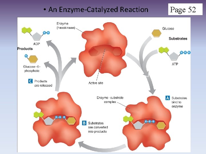  • An Enzyme-Catalyzed Reaction Page 52 