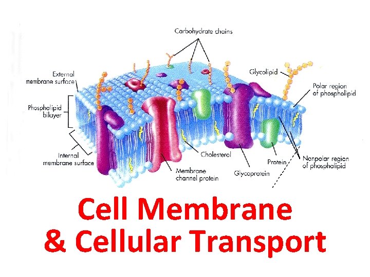 Cell Membrane & Cellular Transport 