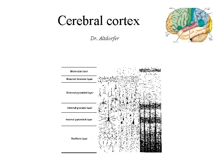 Cerebral cortex Dr. Altdorfer 