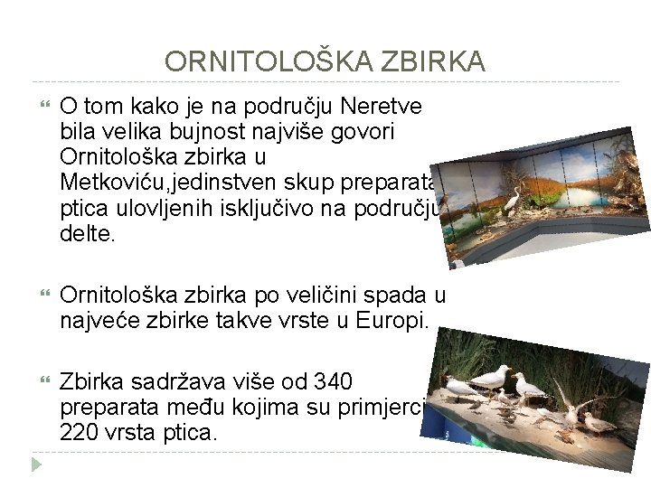 ORNITOLOŠKA ZBIRKA O tom kako je na području Neretve bila velika bujnost najviše govori