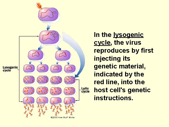 In the lysogenic cycle, the virus reproduces by first injecting its genetic material, indicated