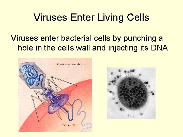 Viruses Enter Living Cells Viruses enter bacterial cells by punching a hole in the