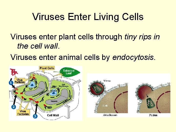 Viruses Enter Living Cells Viruses enter plant cells through tiny rips in the cell