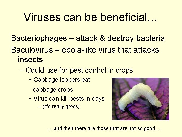 Viruses can be beneficial… Bacteriophages – attack & destroy bacteria Baculovirus – ebola-like virus