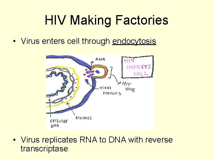 HIV Making Factories • Virus enters cell through endocytosis • Virus replicates RNA to