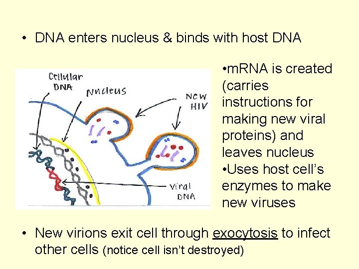  • DNA enters nucleus & binds with host DNA • m. RNA is