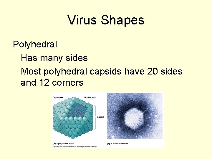 Virus Shapes Polyhedral Has many sides Most polyhedral capsids have 20 sides and 12