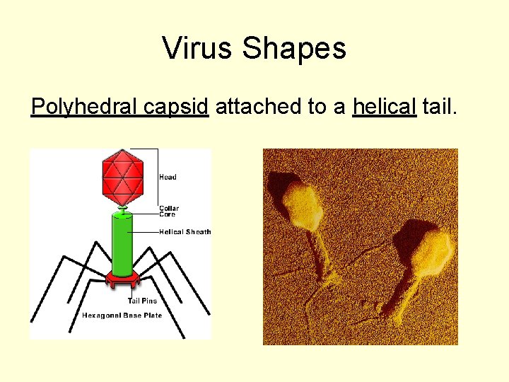 Virus Shapes Polyhedral capsid attached to a helical tail. 