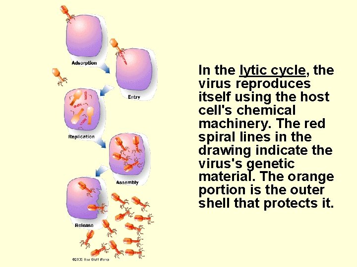 In the lytic cycle, the virus reproduces itself using the host cell's chemical machinery.