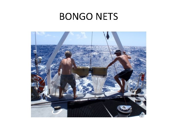 BONGO NETS 