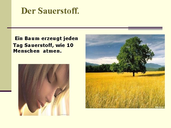 Der Sauerstoff. Ein Baum erzeugt jeden Tag Sauerstoff, wie 10 Menschen atmen. 