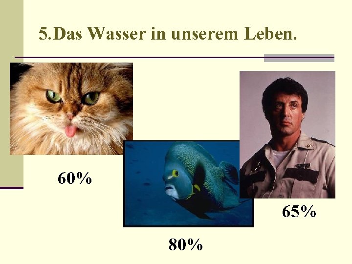 5. Das Wasser in unserem Leben. 60% 65% 80% 