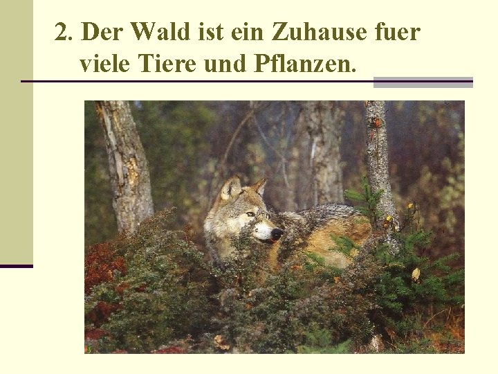 2. Der Wald ist ein Zuhause fuer viele Tiere und Pflanzen. 