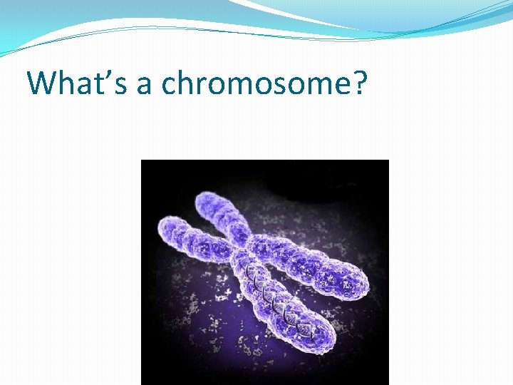 What’s a chromosome? 