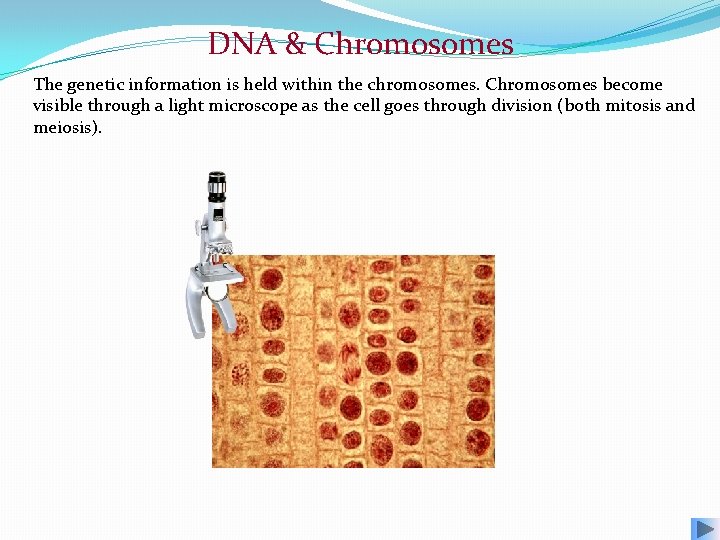 DNA & Chromosomes The genetic information is held within the chromosomes. Chromosomes become visible