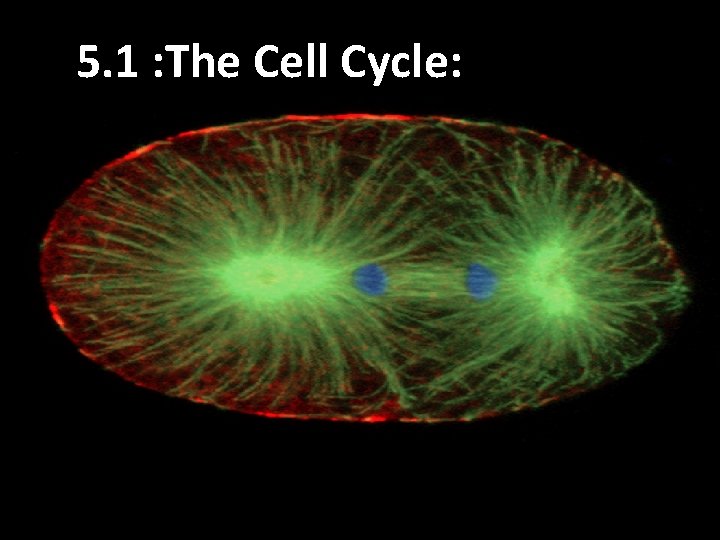 5. 1 : The Cell Cycle: 