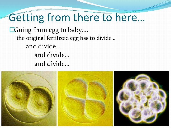 Getting from there to here… �Going from egg to baby…. the original fertilized egg
