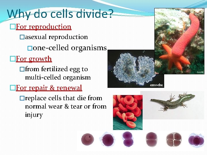 Why do cells divide? �For reproduction �asexual reproduction �one-celled organisms �For growth �from fertilized