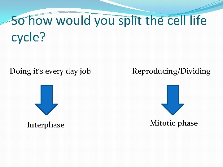 So how would you split the cell life cycle? Doing it’s every day job