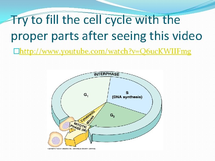 Try to fill the cell cycle with the proper parts after seeing this video