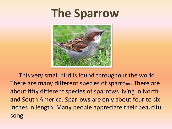 The Sparrow This very small bird is found throughout the world. There are many