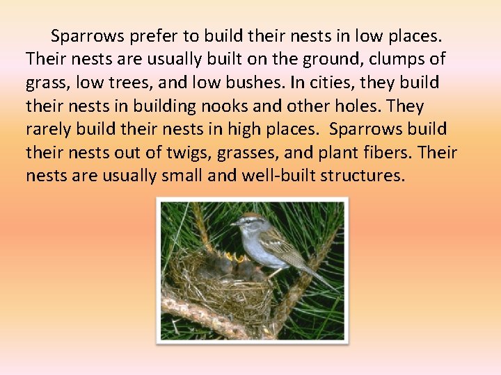 Sparrows prefer to build their nests in low places. Their nests are usually built