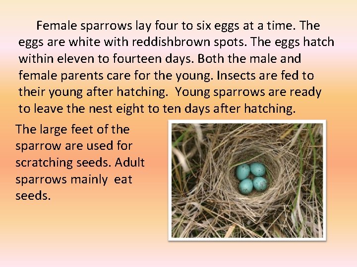 Female sparrows lay four to six eggs at a time. The eggs are white